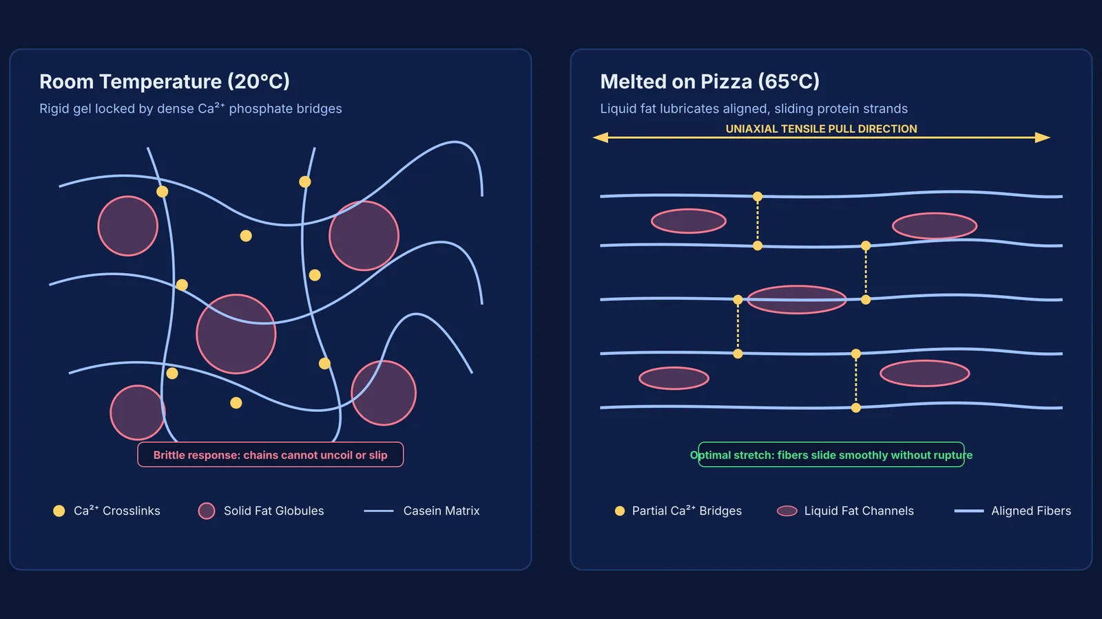 Diagram comparing rigid casein network at 20°C with aligned stretching protein strands at 65°C
