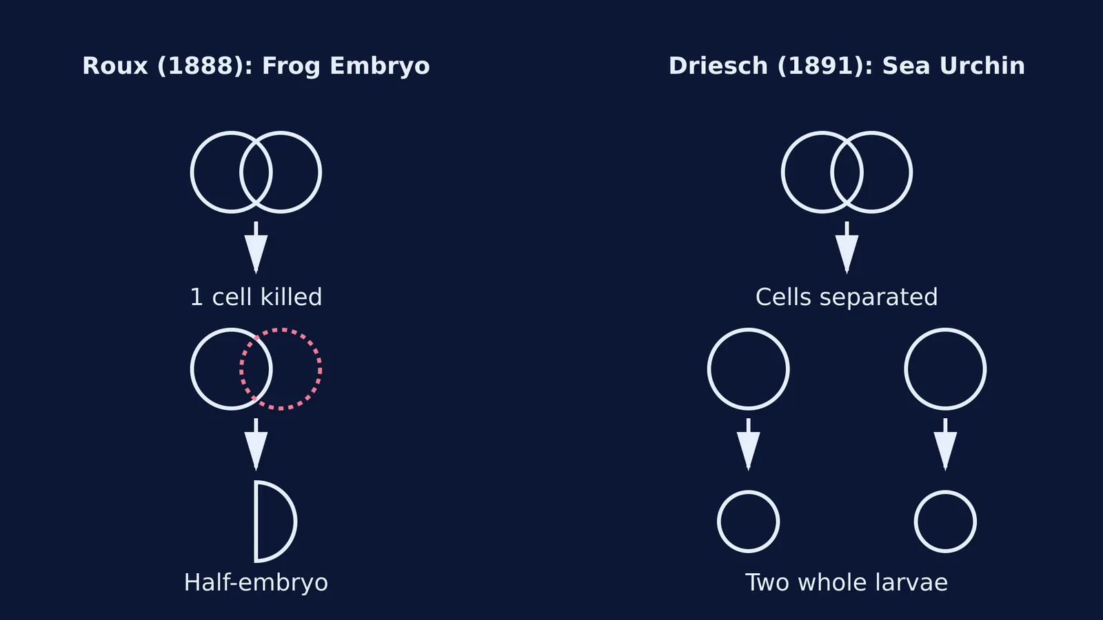 Diagram comparing Roux's and Driesch's embryo experiments