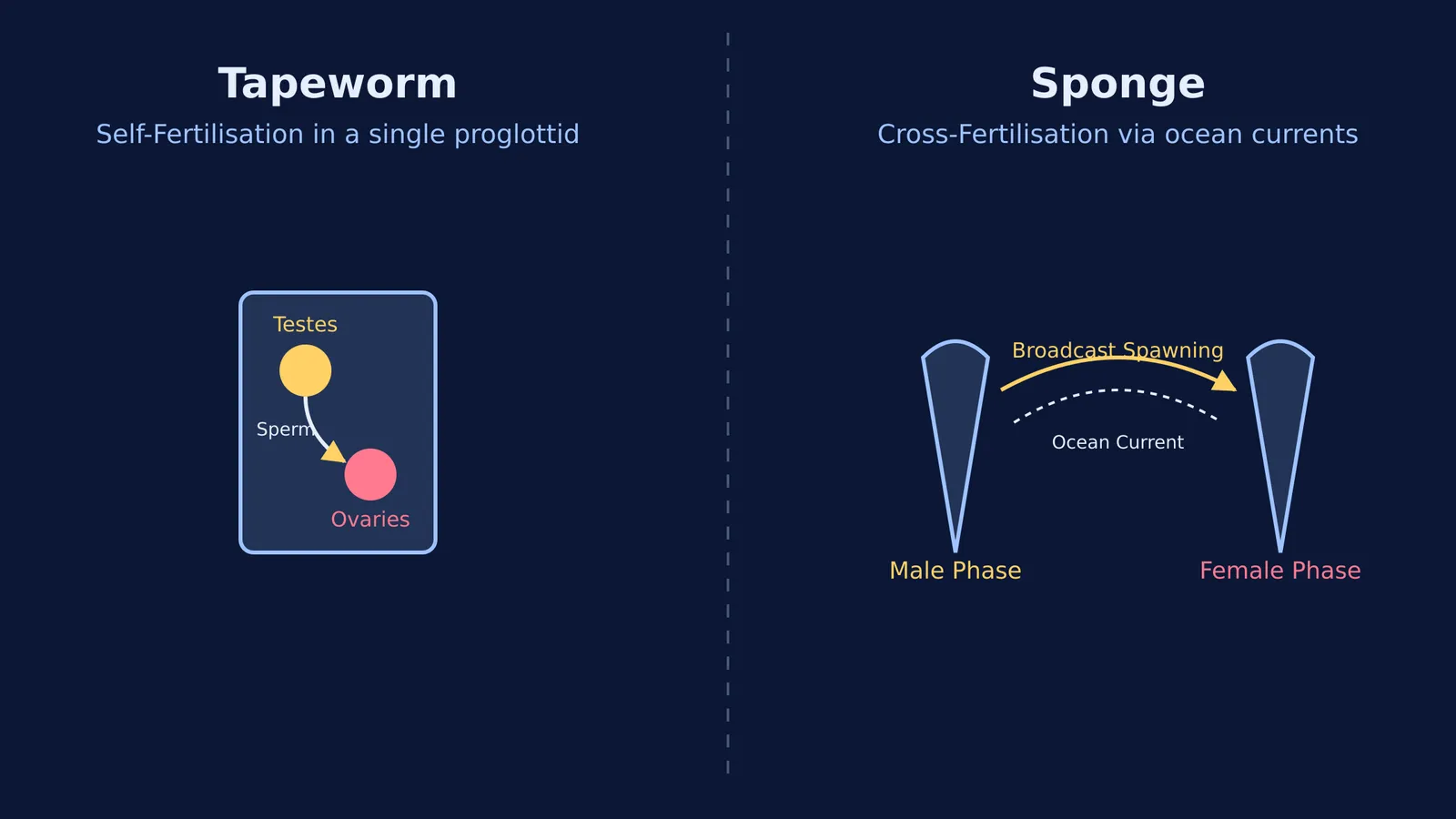 Diagram comparing self-fertilisation in tapeworms and cross-fertilisation in sponges