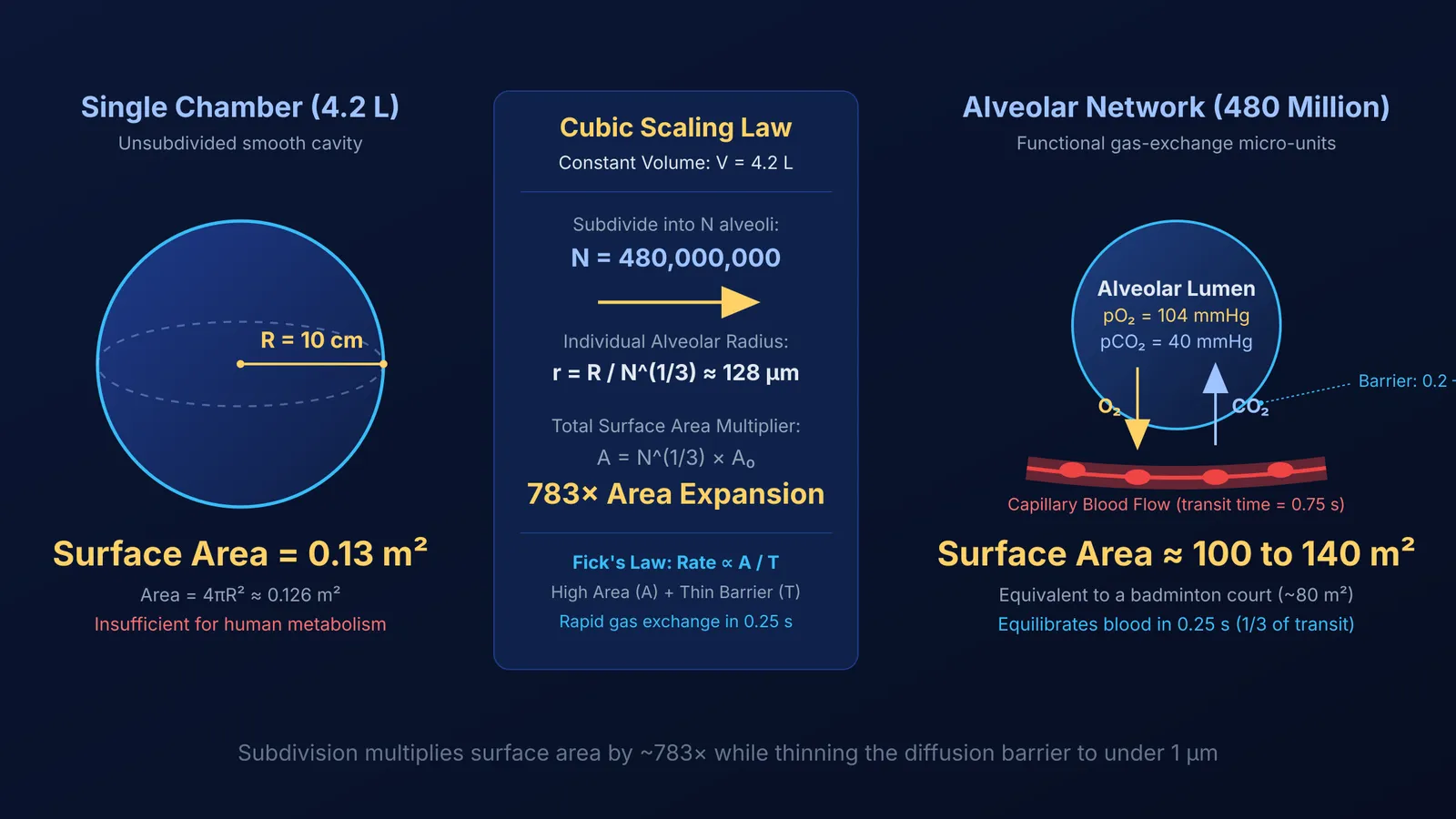 Diagram comparing single chamber lung surface area with 480 million micro-alveoli