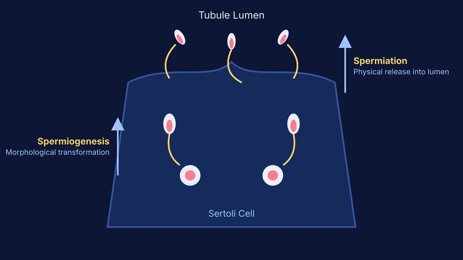 Diagram comparing spermiogenesis and spermiation in the seminiferous tubule.
