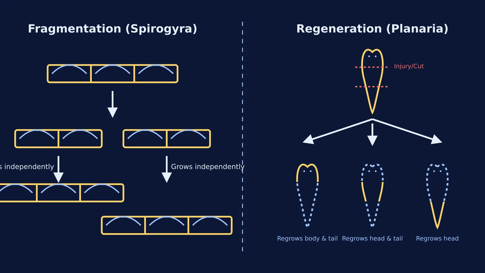 Diagram comparing Spirogyra fragmentation to Planaria regeneration