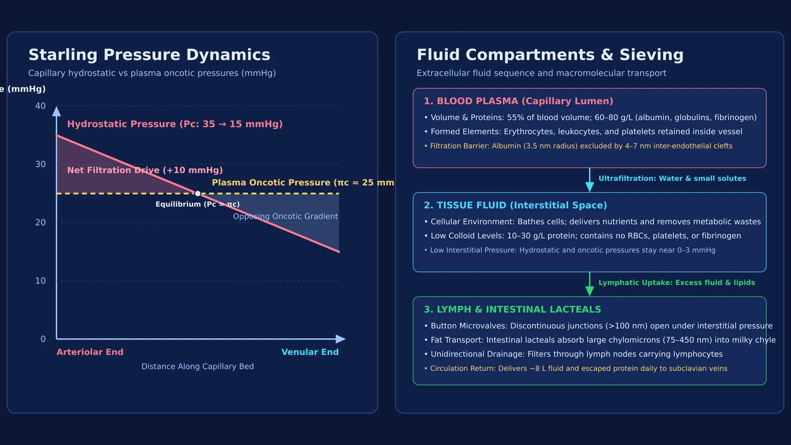 Diagram comparing Starling capillary pressures, interstitial tissue fluid, and lymphatic fluid drainage