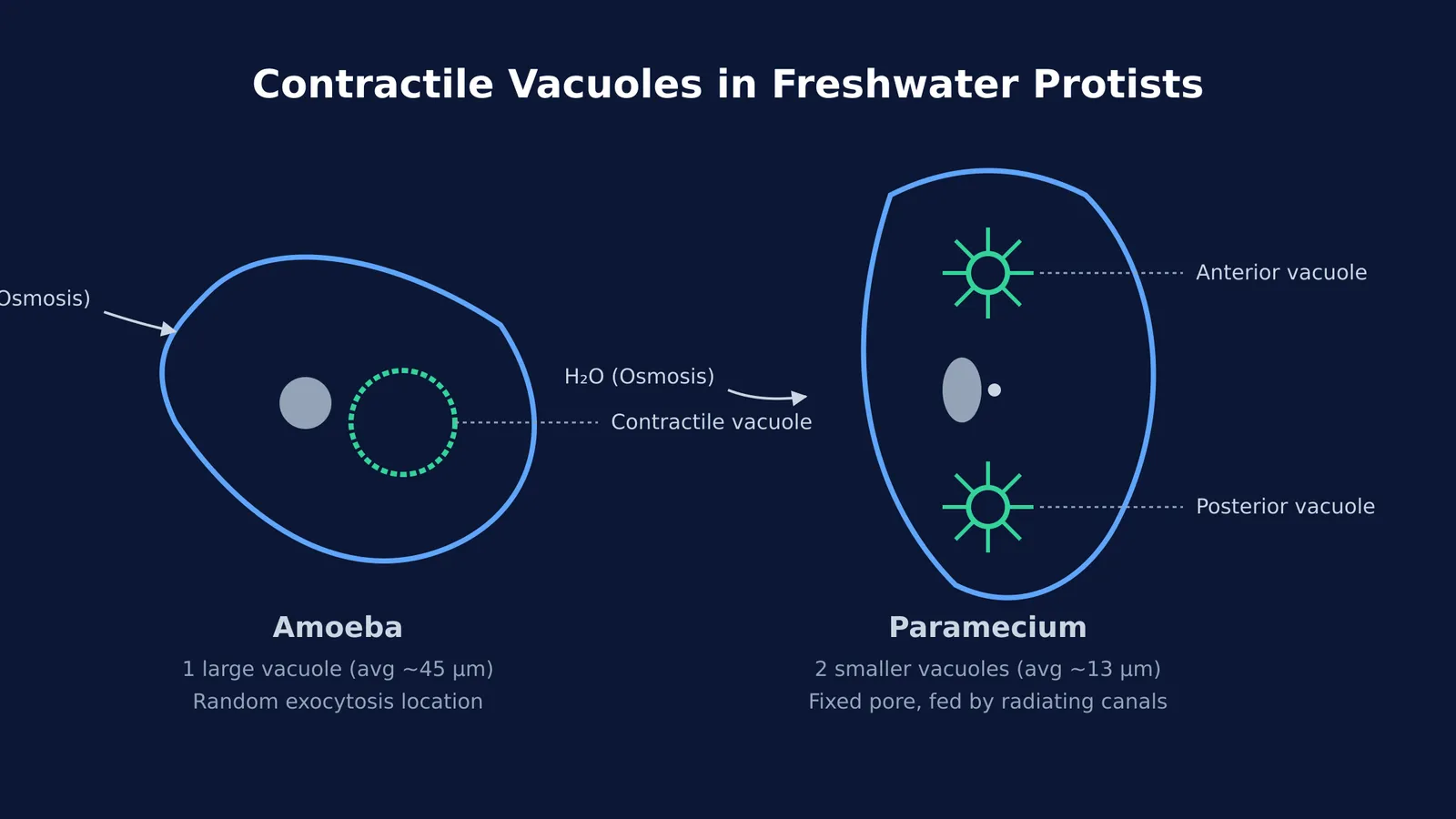 Diagram comparing the contractile vacuoles in Amoeba and Paramecium