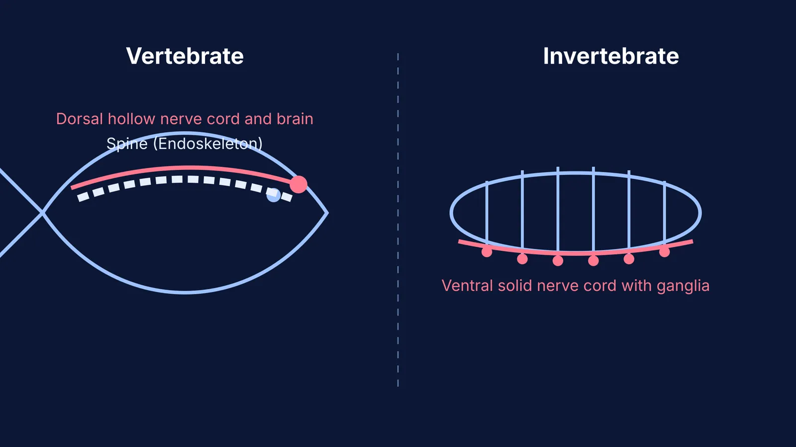 Diagram comparing the dorsal hollow nerve cord in a vertebrate to the ventral solid nerve cord in an invertebrate.