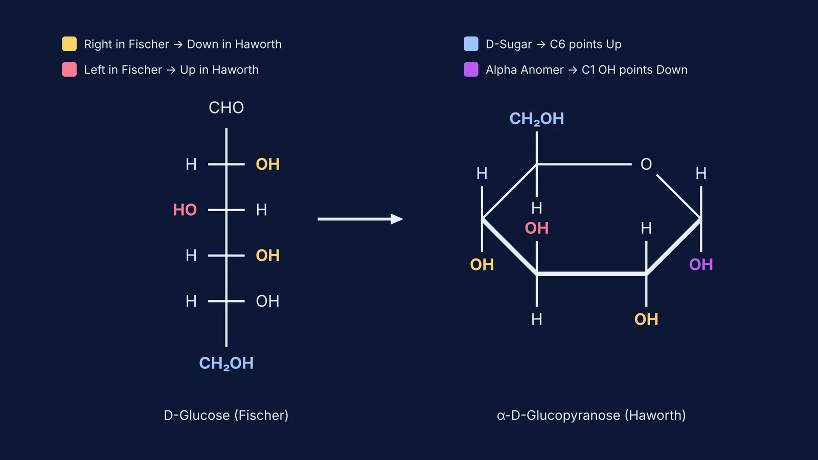 Diagram comparing the Fischer and Haworth projections of D-glucose