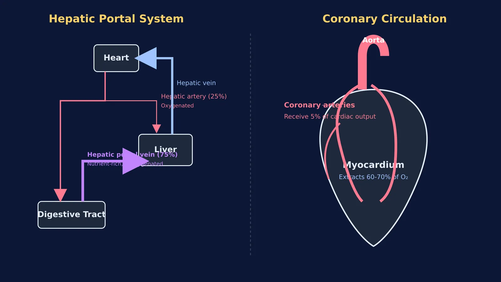 Diagram comparing the hepatic portal system and coronary circulation pathways.