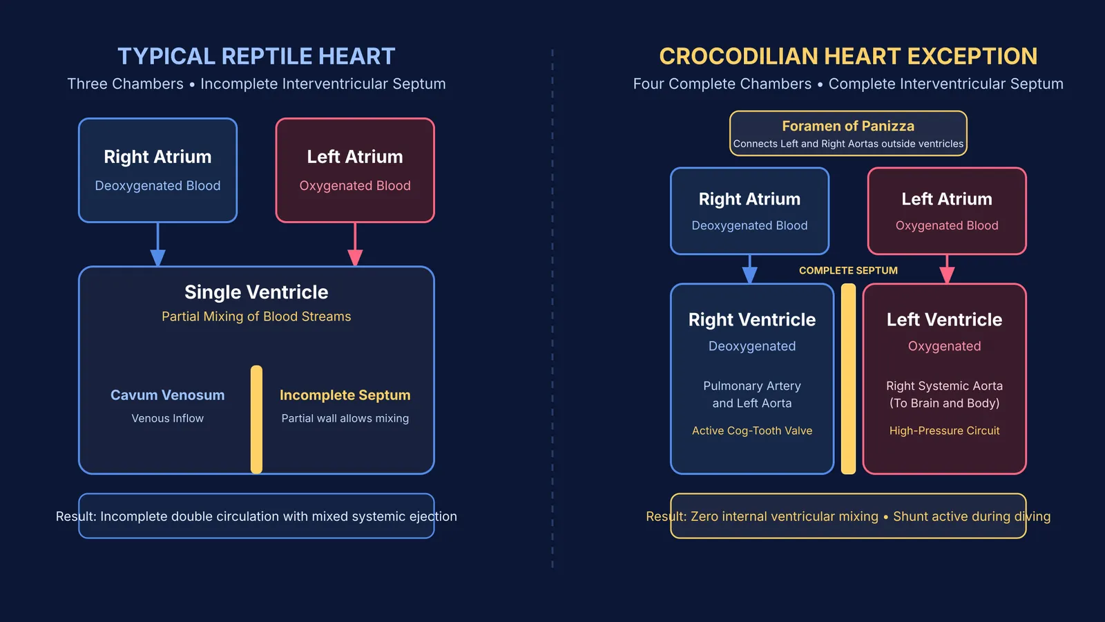 Diagram comparing three-chambered typical reptile heart with four-chambered crocodilian heart