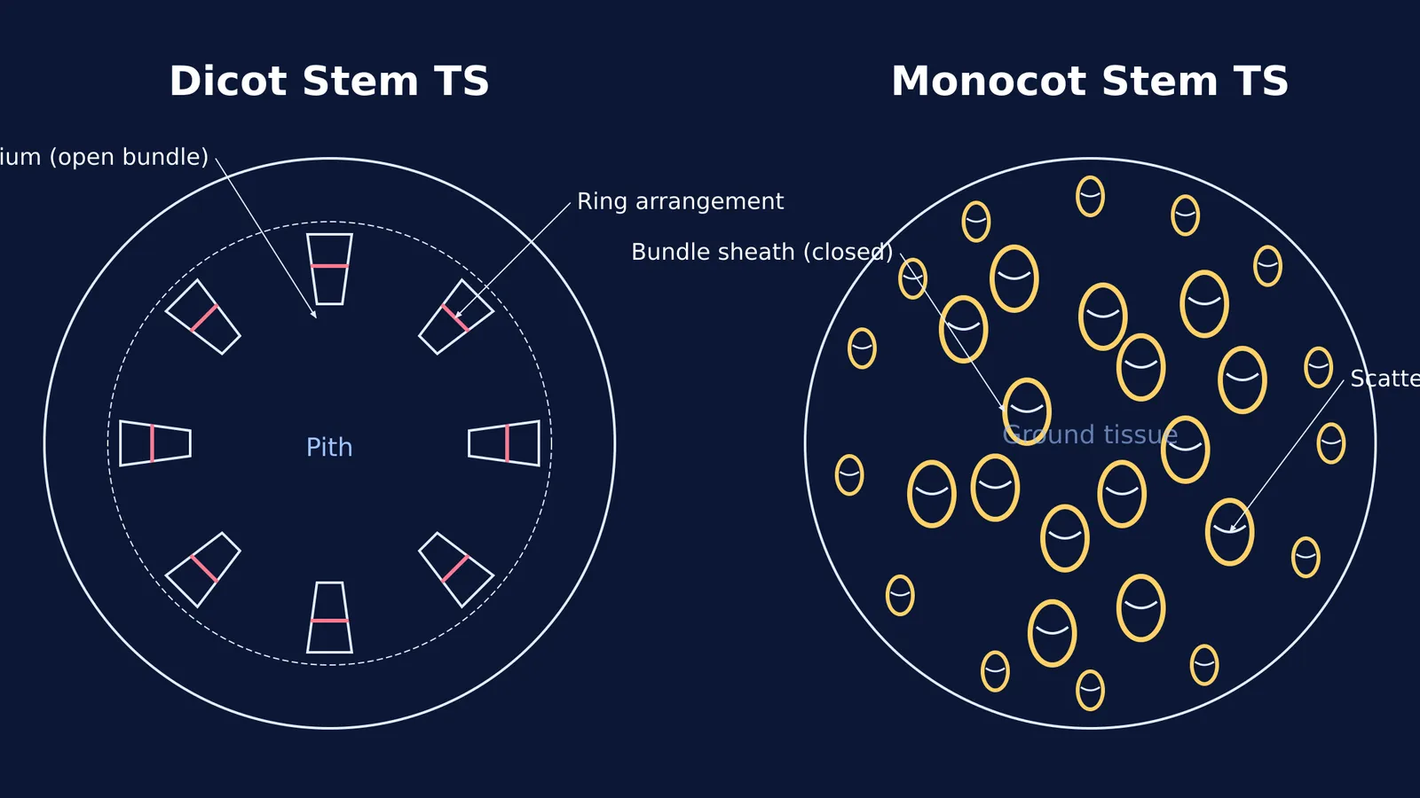 Diagram comparing transverse sections of a dicot stem and a monocot stem