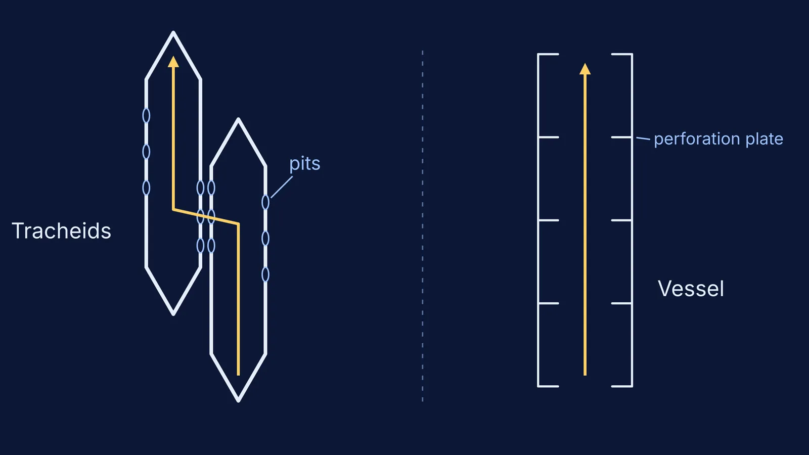 Diagram comparing two overlapping tapering tracheids with pits and a stacked vessel