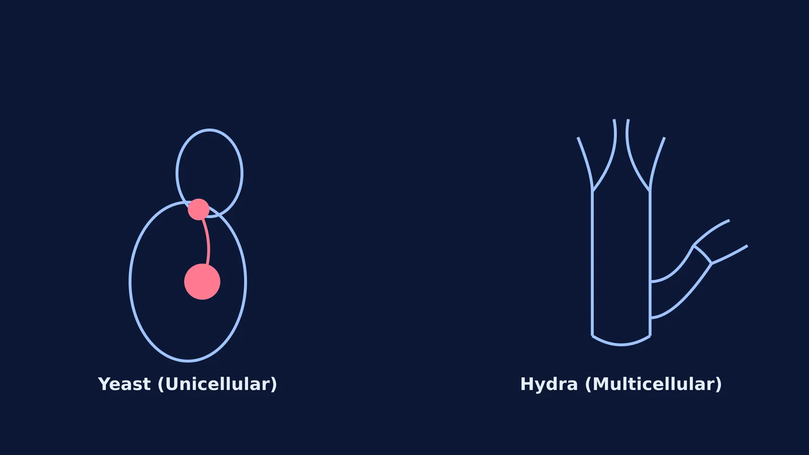 Diagram comparing unicellular yeast and multicellular Hydra budding