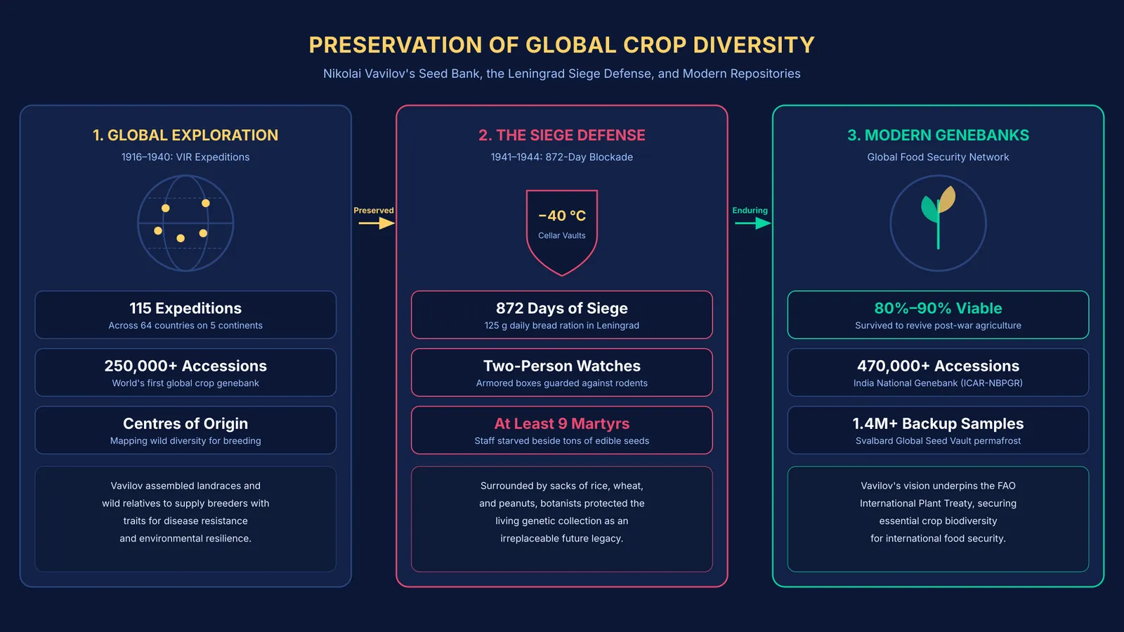 Diagram comparing Vavilov's seed collection expeditions, the Leningrad siege defense, and modern global genebanks