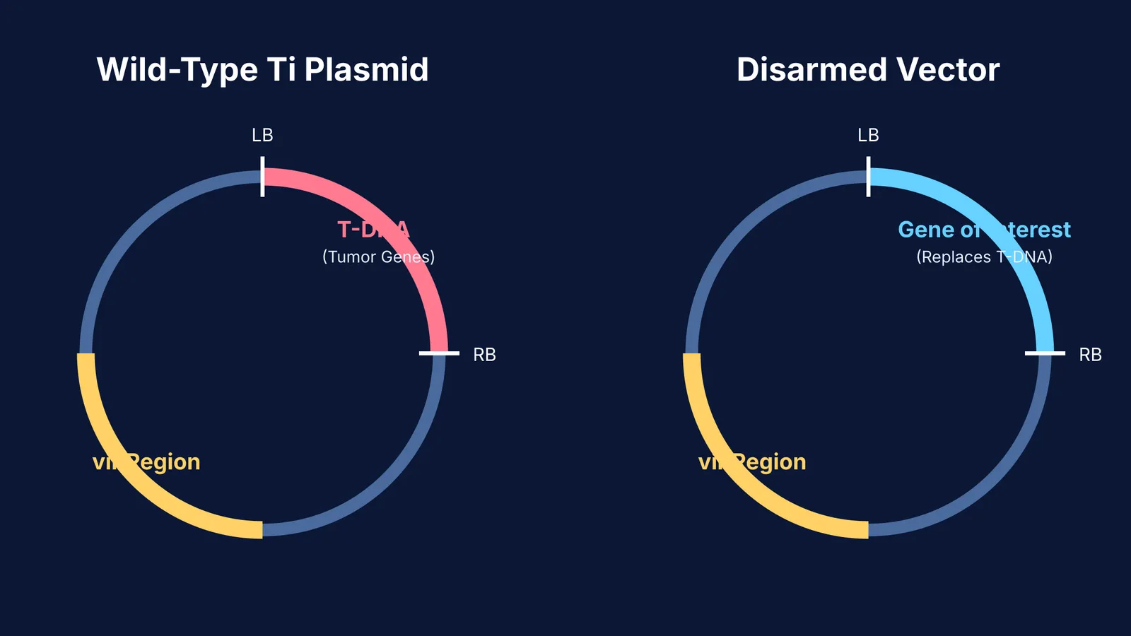 Diagram comparing wild-type Ti plasmid with a disarmed vector