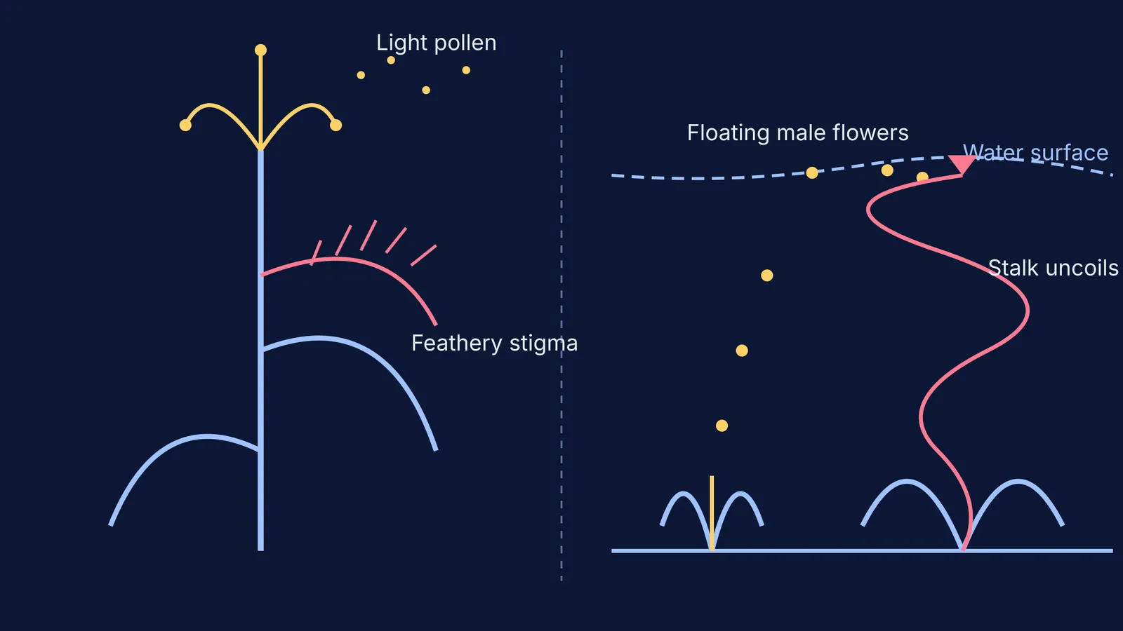 Diagram comparing wind pollination with light pollen against water surface pollination of Vallisneria.