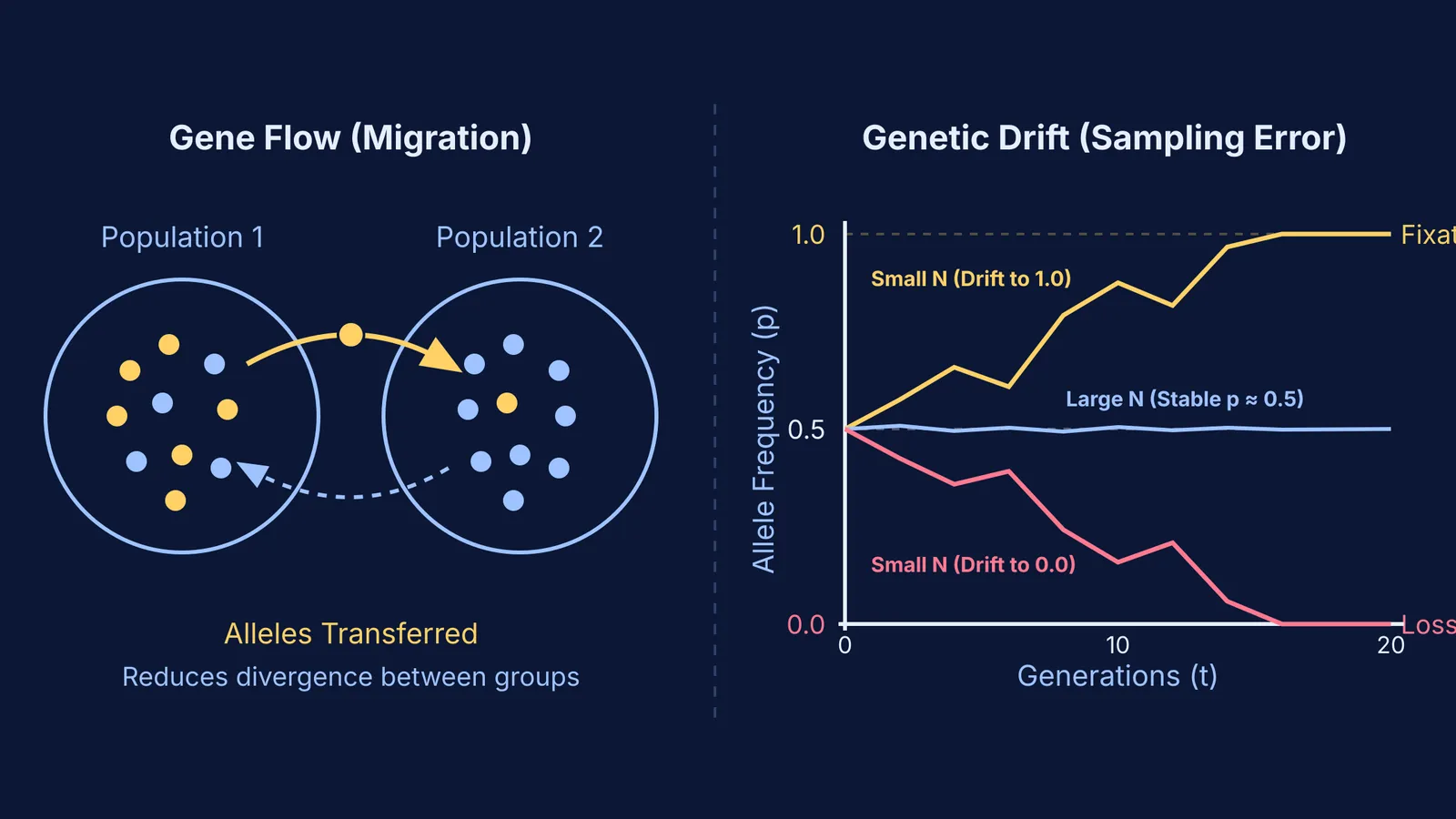 Diagram contrasting gene flow between populations with allele frequency drift in small versus large populations.