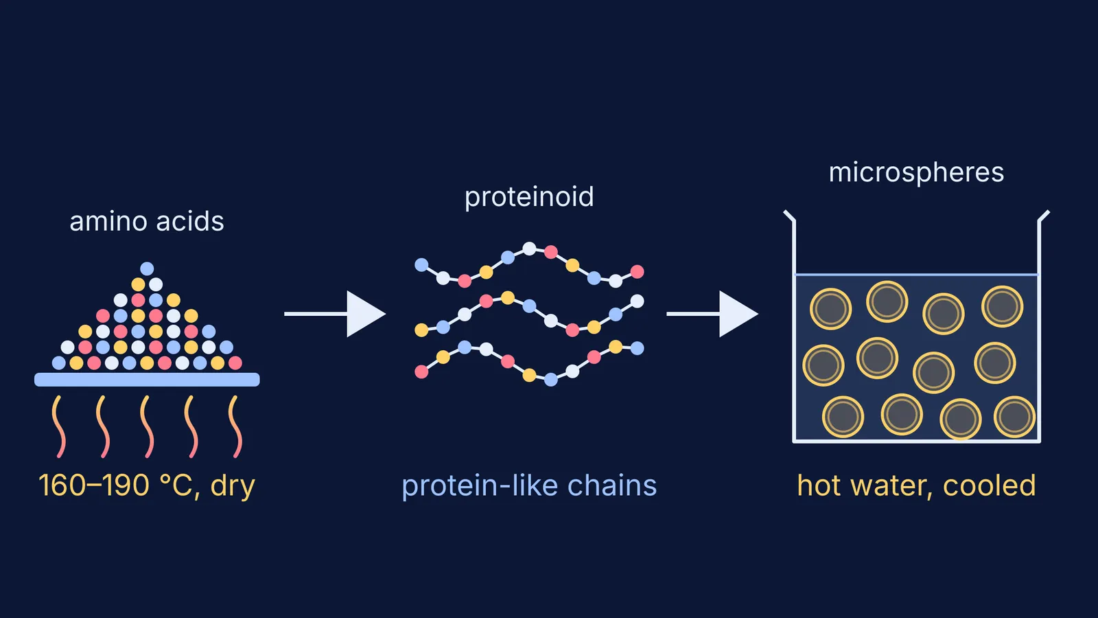 Diagram: heated dry amino acids join into proteinoid chains, which form microspheres in water