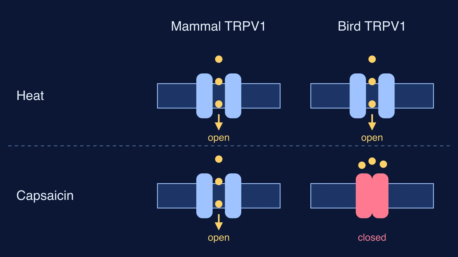 Diagram: mammal TRPV1 opens for heat and capsaicin; bird TRPV1 only for heat