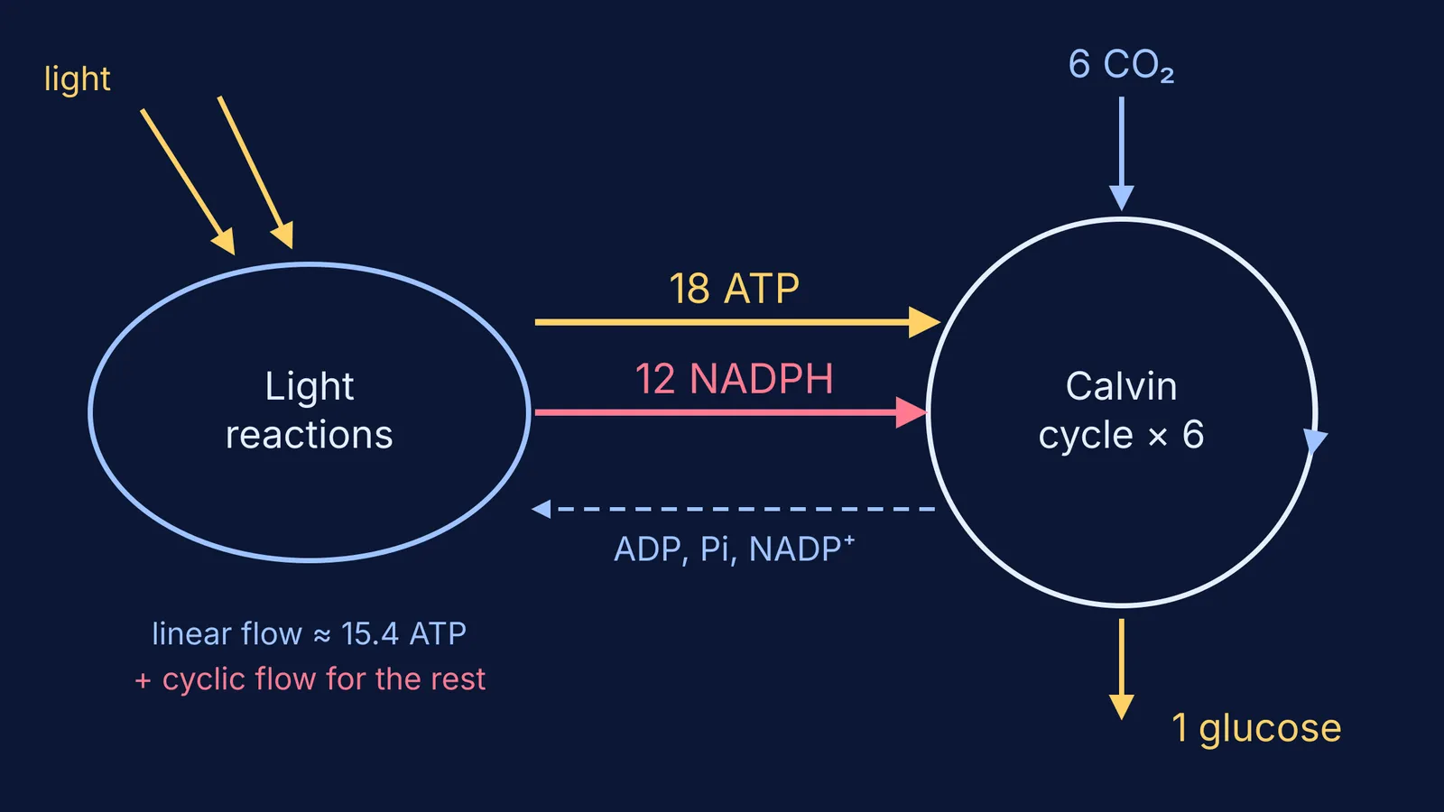 Diagram of 18 ATP and 12 NADPH flowing from light reactions to Calvin cycle