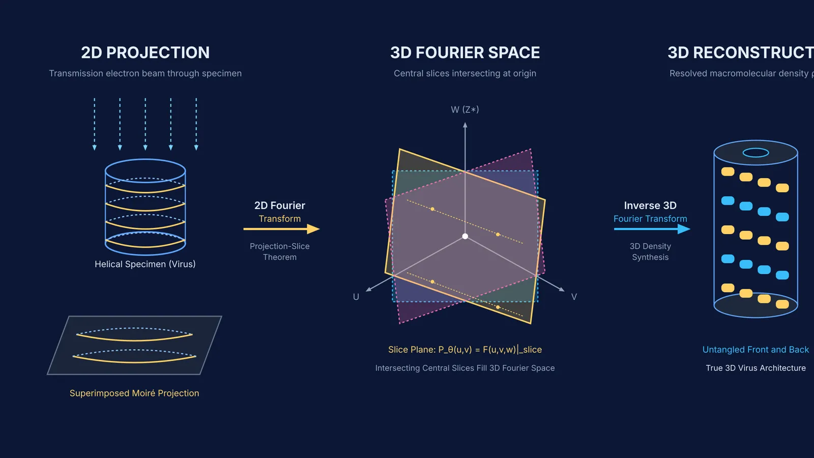 Diagram of 2D electron micrographs transforming into 3D Fourier slices to reconstruct a virus