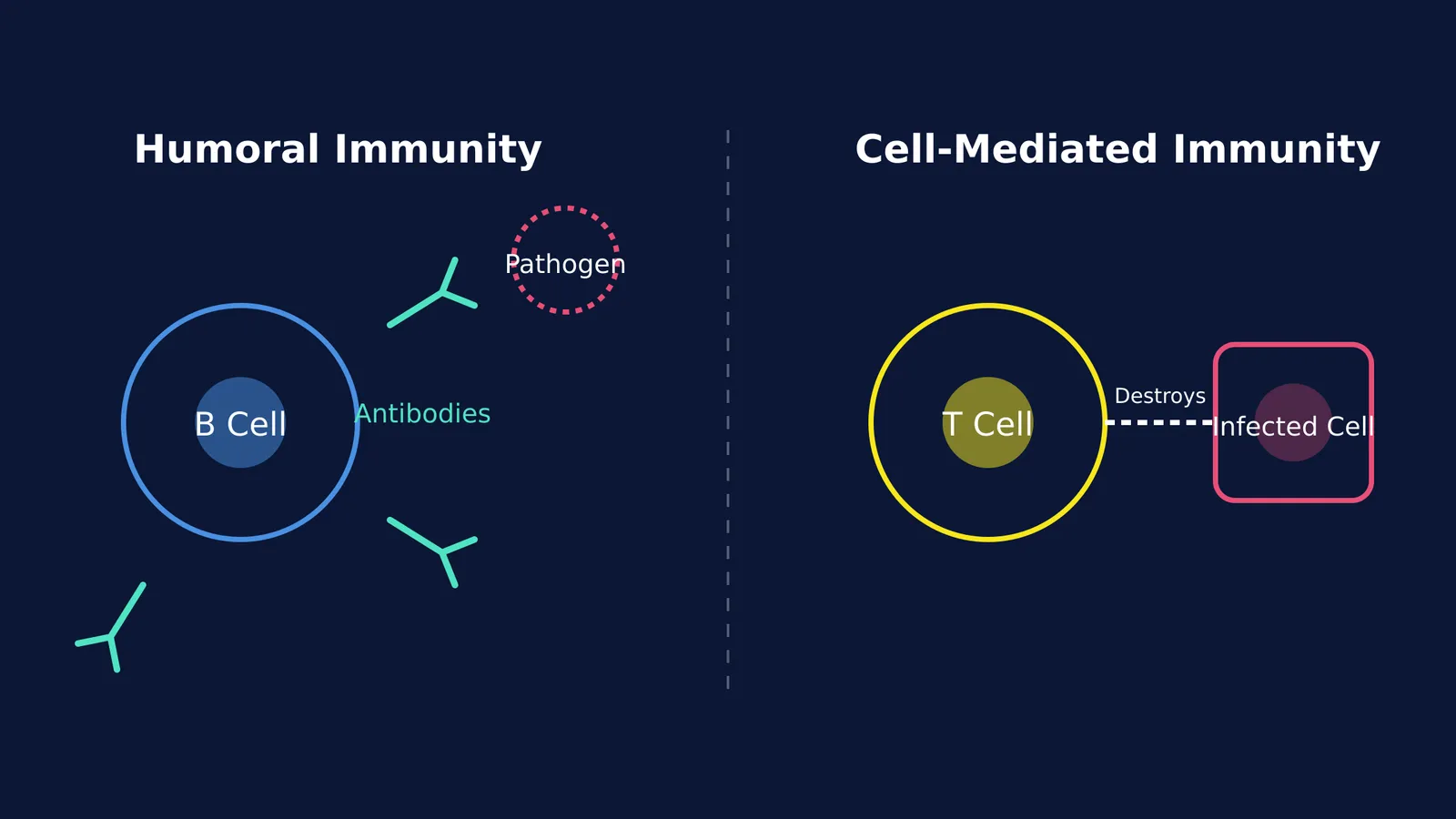 Diagram of a B cell releasing antibodies and a T cell destroying an infected cell