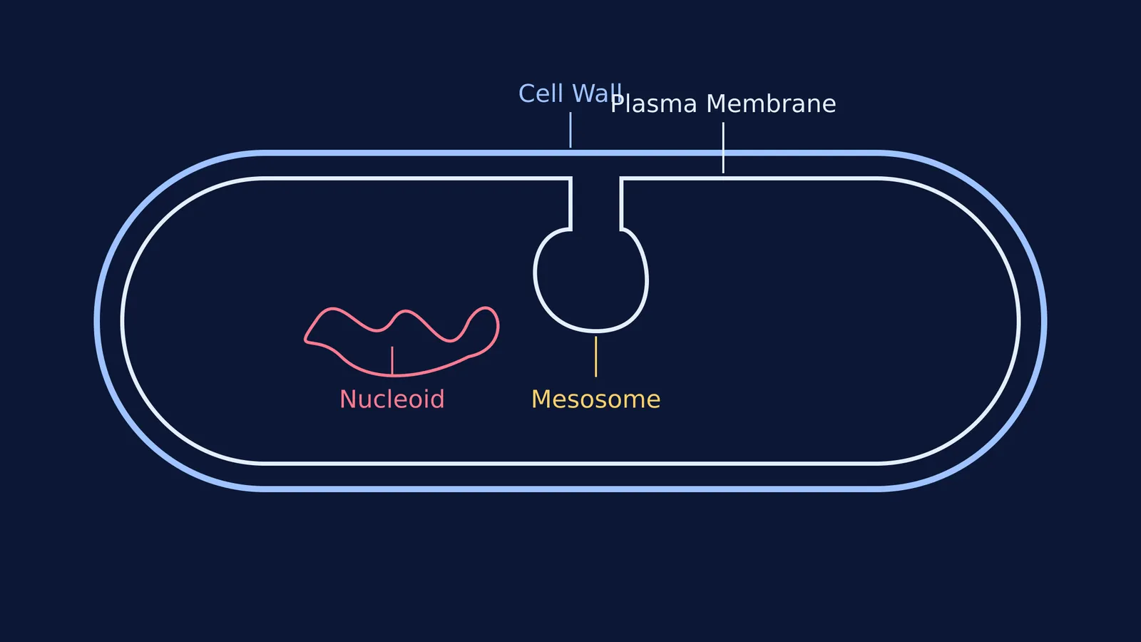 Diagram of a bacterial cell showing an infolded mesosome structure.