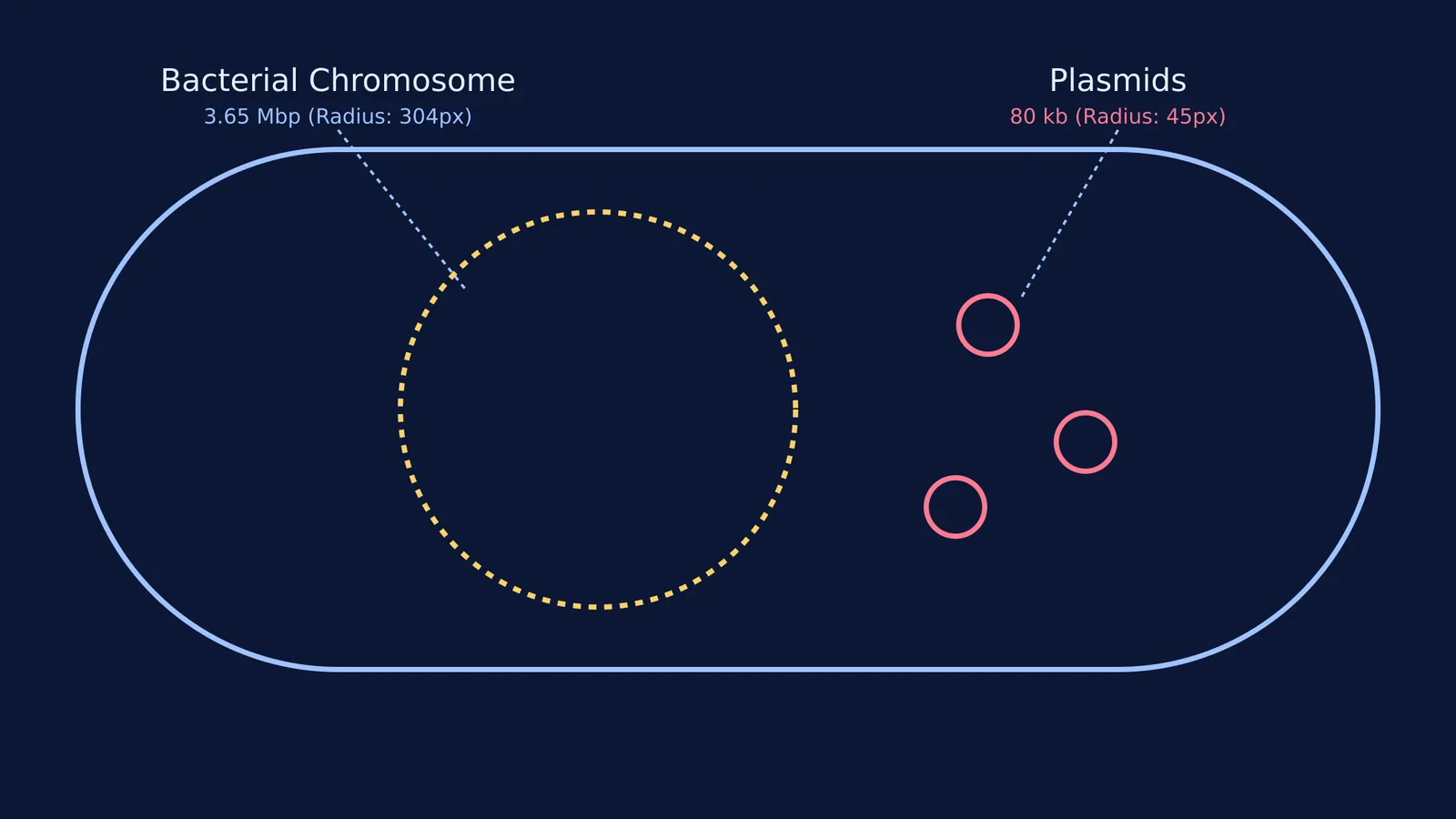 Diagram of a bacterial cell showing the chromosome and plasmids drawn to scale.