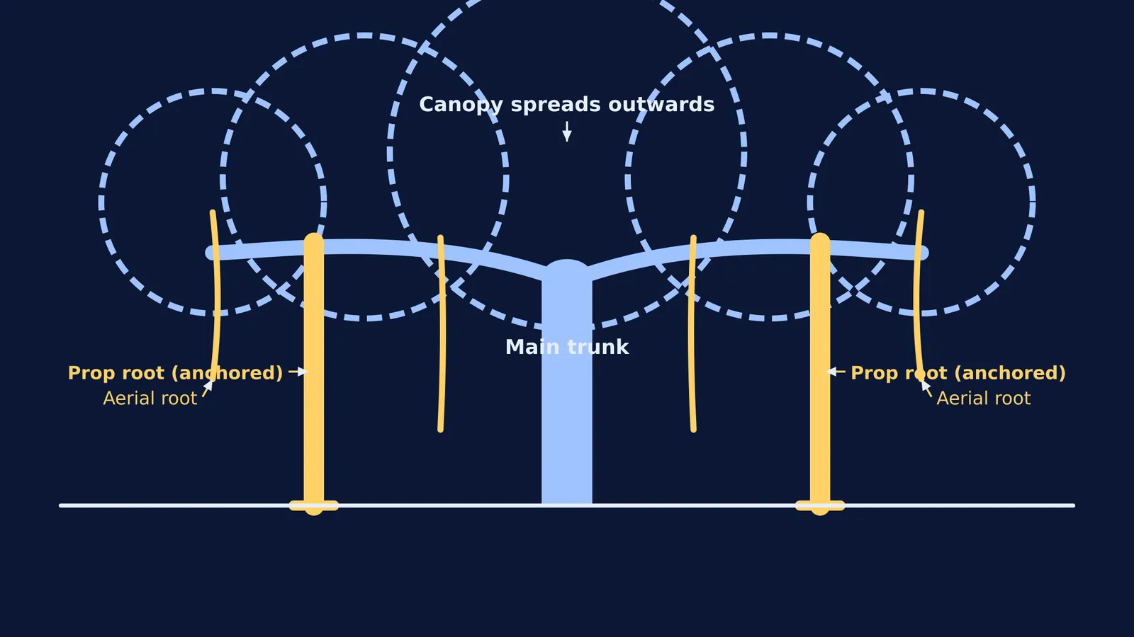 Diagram of a banyan tree showing aerial roots growing into prop roots.