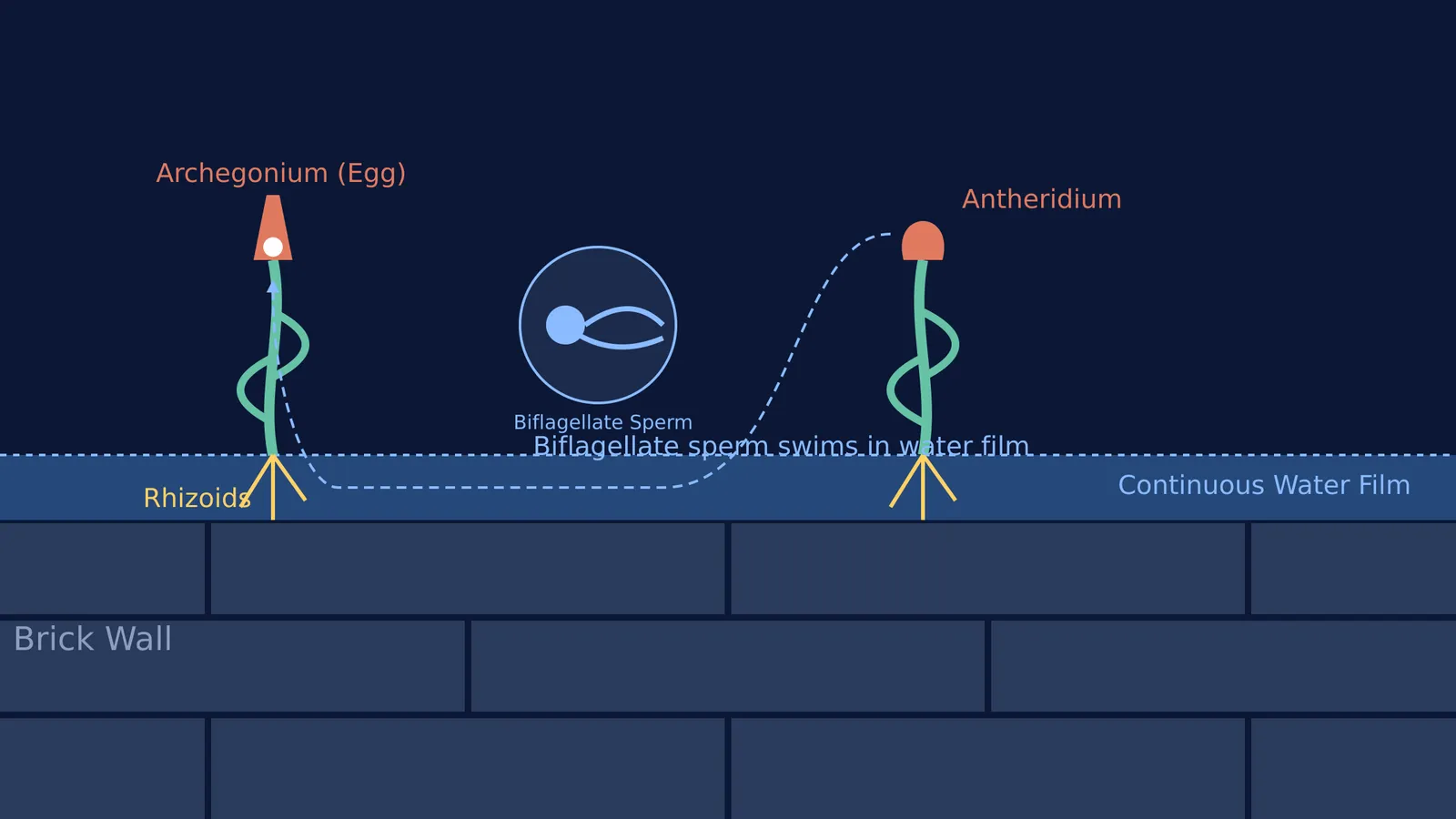 Diagram of a biflagellate moss sperm swimming through a water film.