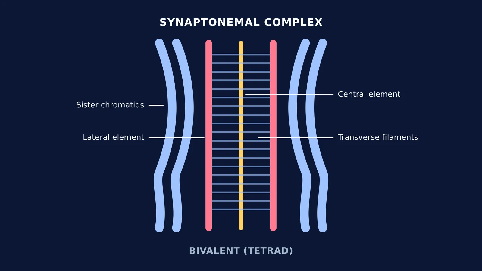 Diagram of a bivalent with four chromatids and a synaptonemal complex