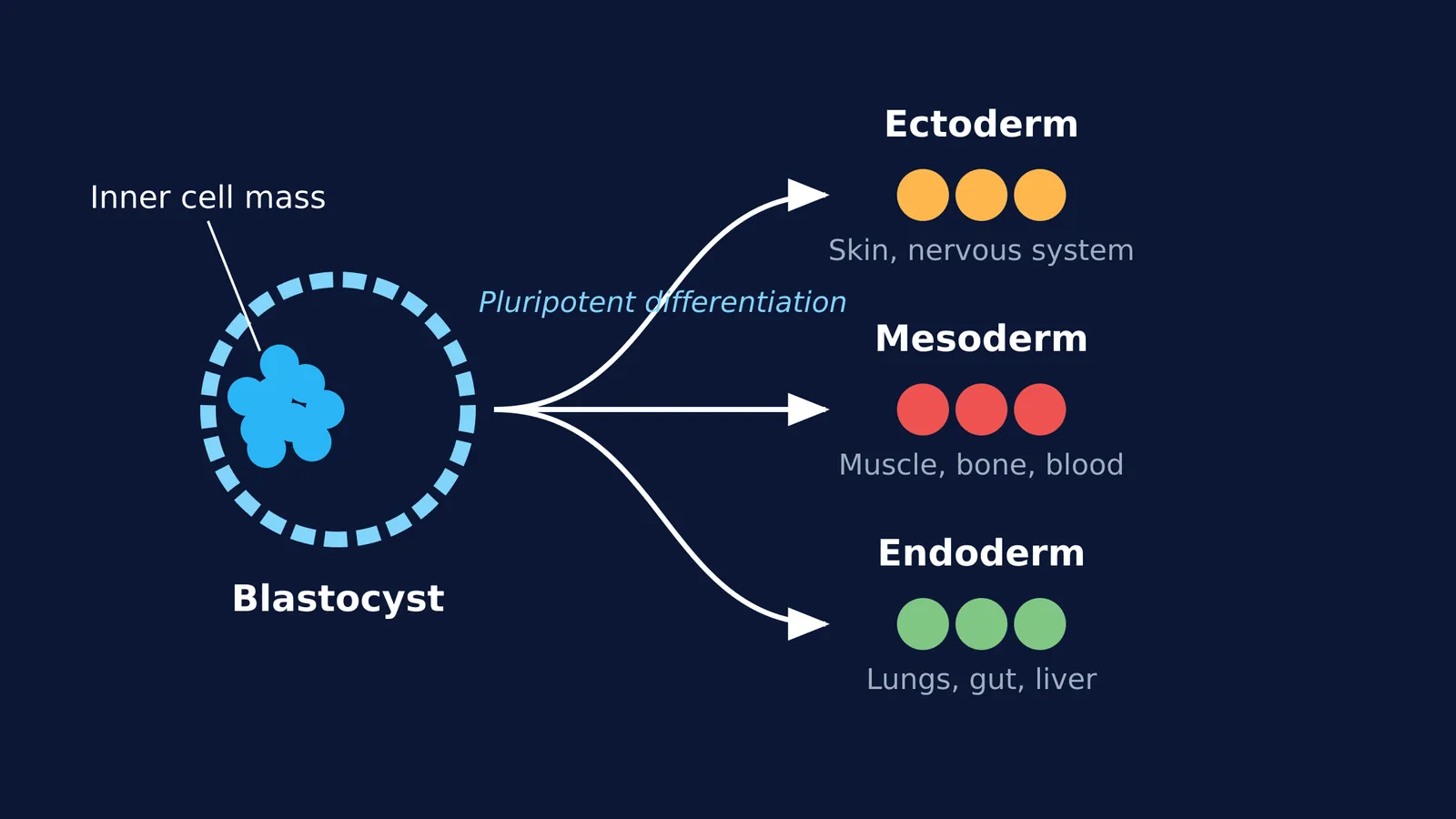 Diagram of a blastocyst showing the inner cell mass differentiating into the three primary germ layers: ectoderm, mesoderm, and endoderm.