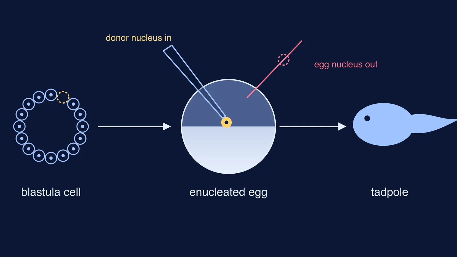 Diagram of a blastula cell nucleus injected into an enucleated frog egg, becoming a tadpole
