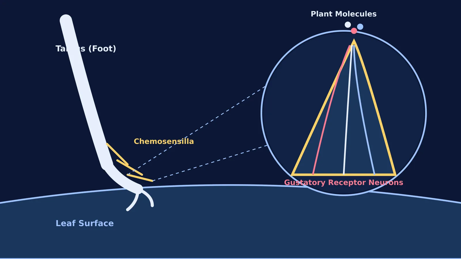 Diagram of a butterfly tarsus and contact chemosensillum tasting a leaf