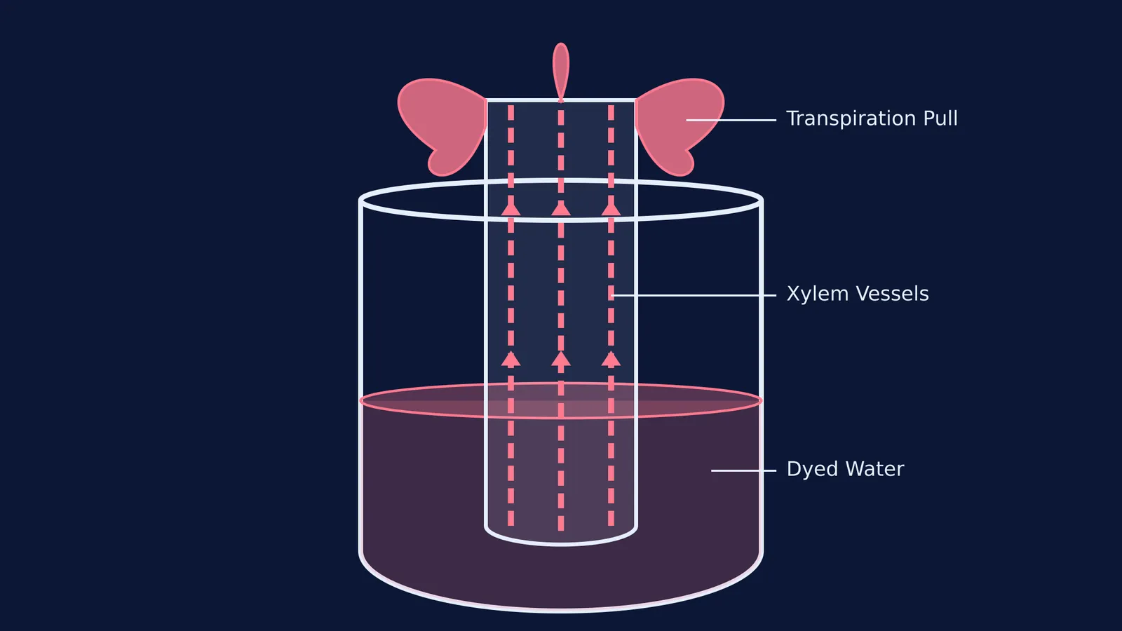 Diagram of a celery stalk in red dyed water showing upward xylem transport.