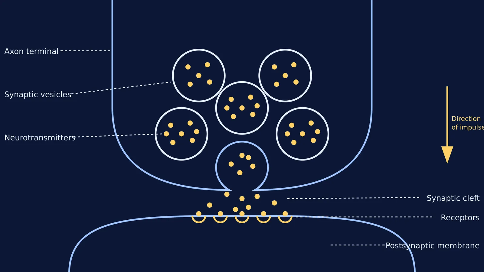 Diagram of a chemical synapse showing the axon terminal, vesicles, cleft, and receptors.