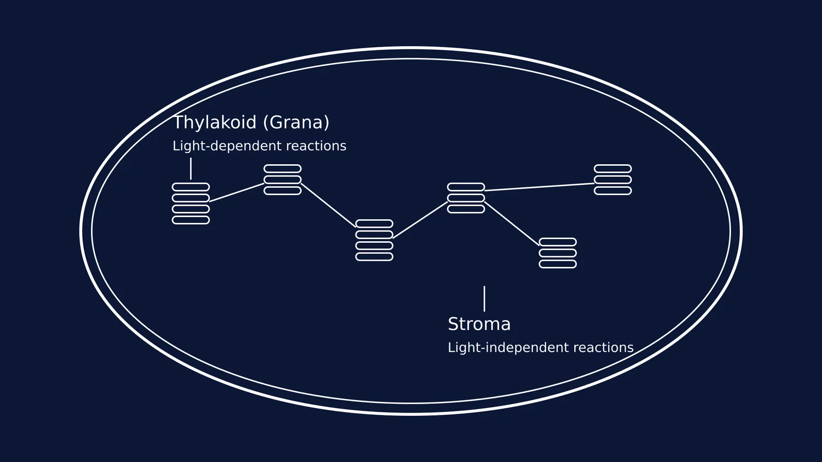 Diagram of a chloroplast showing thylakoids and stroma
