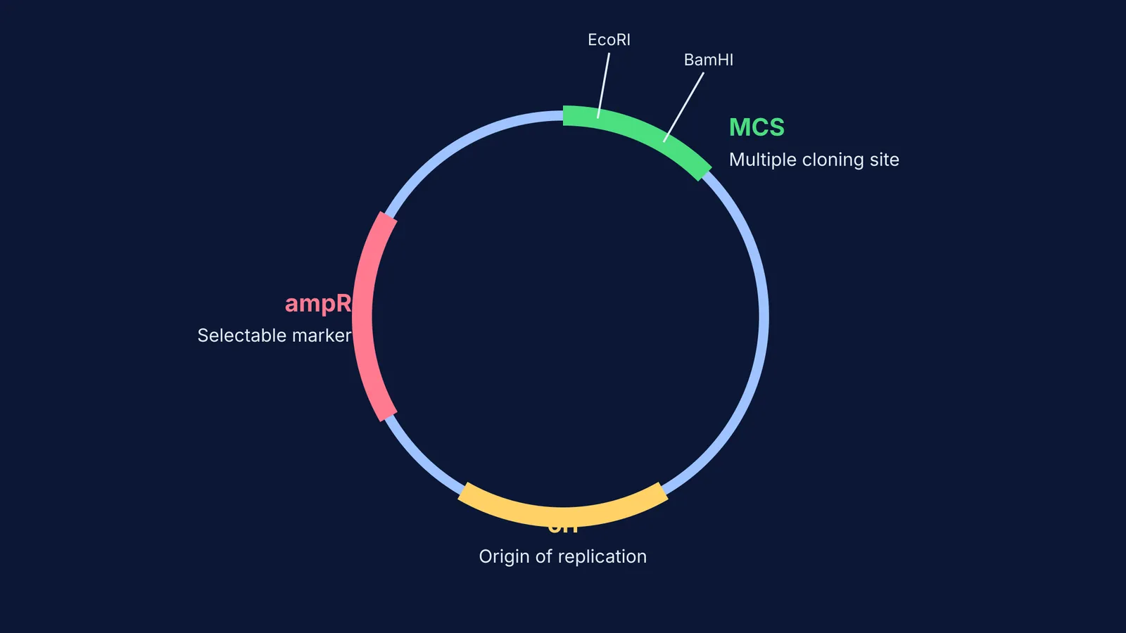 Diagram of a cloning vector showing ori, selectable marker and multiple cloning site
