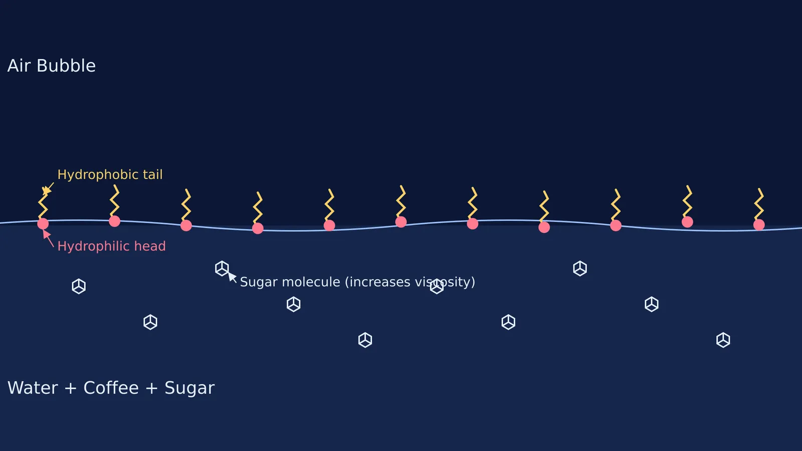 Diagram of a coffee foam bubble showing hydrophobic tails and hydrophilic heads