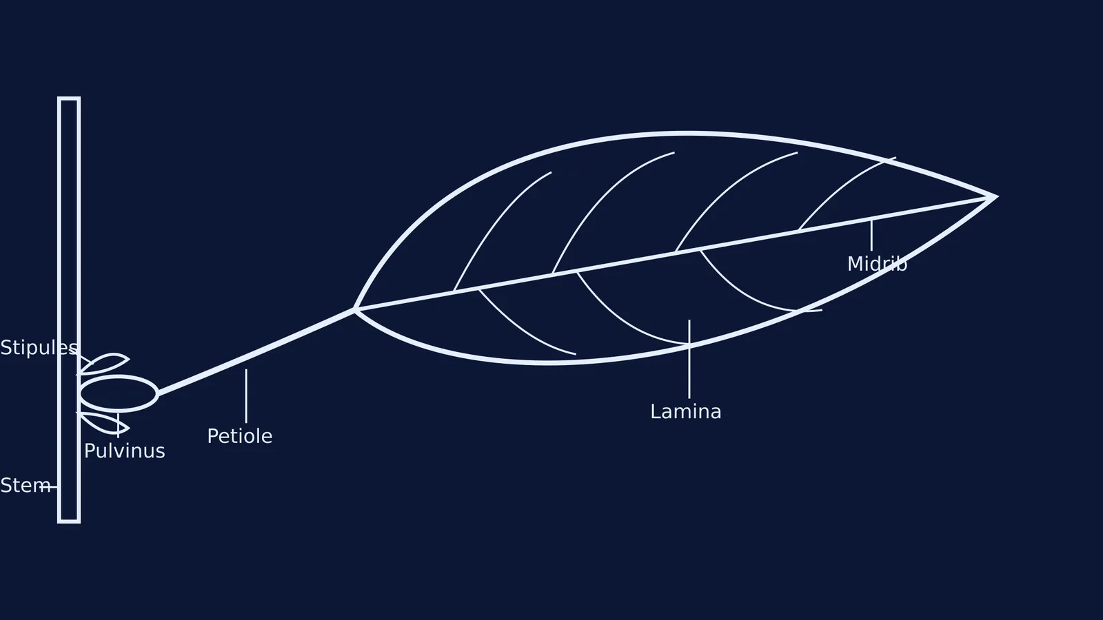 Diagram of a dicot leaf showing the stem, stipules, pulvinus, petiole, midrib, veins, and lamina on a dark navy background
