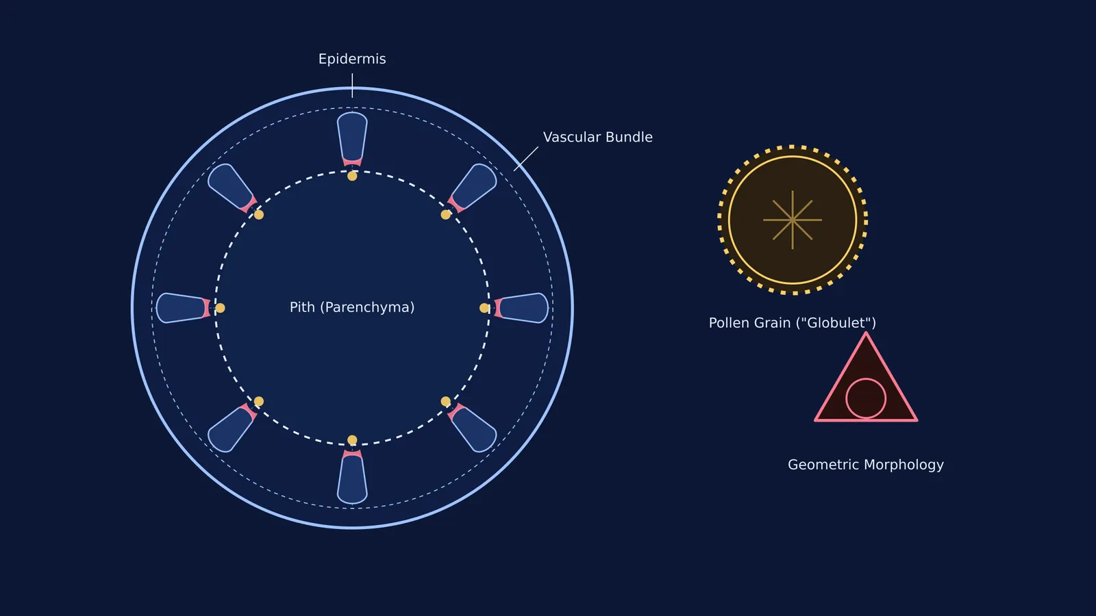 Diagram of a dicot stem cross-section and microscopic pollen grains