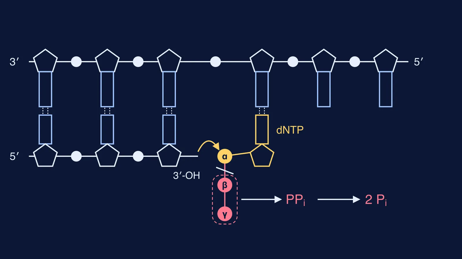 Diagram of a dNTP joining a DNA strand and releasing pyrophosphate