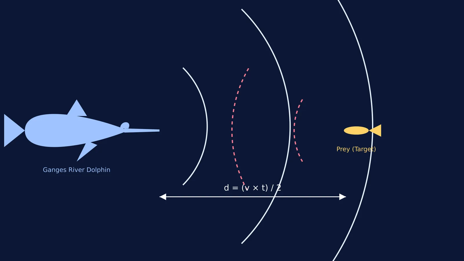 Diagram of a dolphin using echolocation to find a fish.