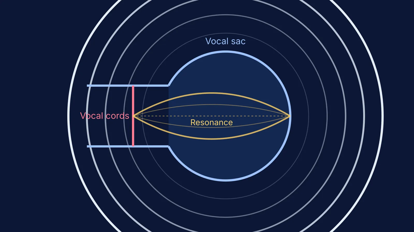 Diagram of a frog's vocal sac acting as a resonator to amplify sound