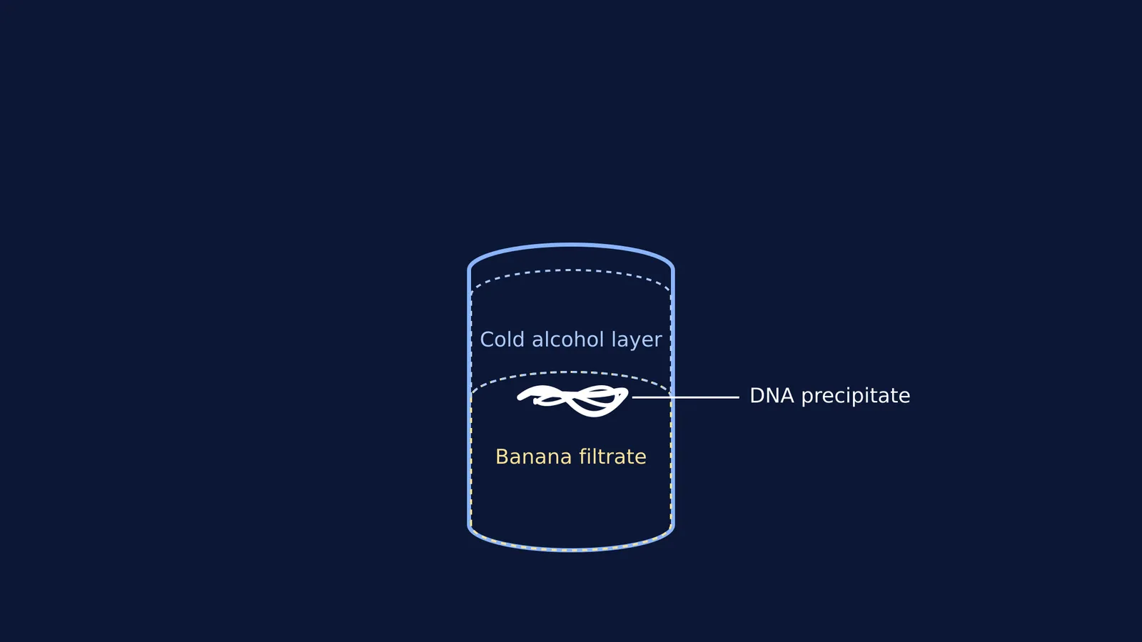 Diagram of a glass showing a cloudy DNA layer between the banana mixture and alcohol.