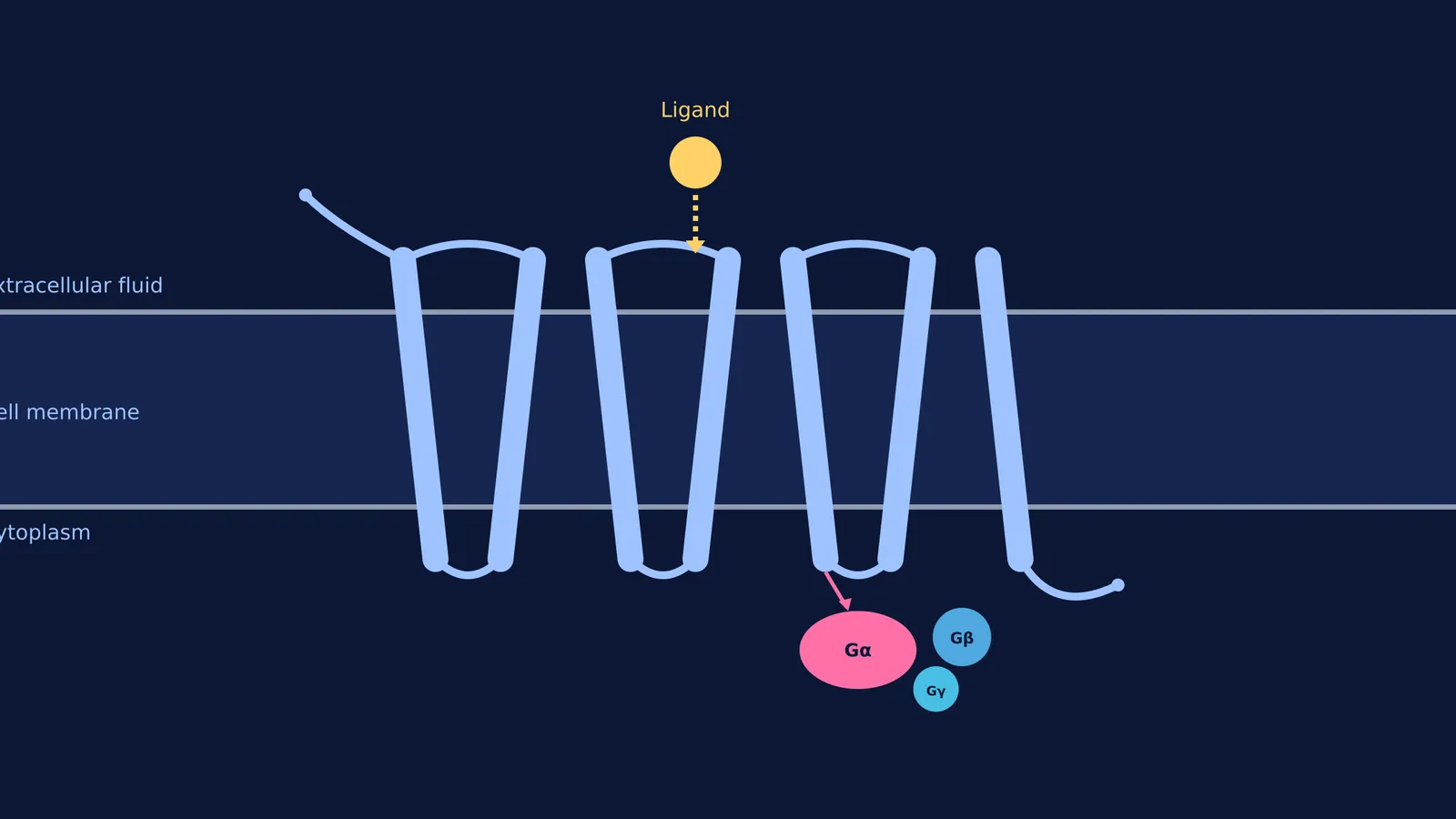 Diagram of a GPCR with seven helices in a cell membrane