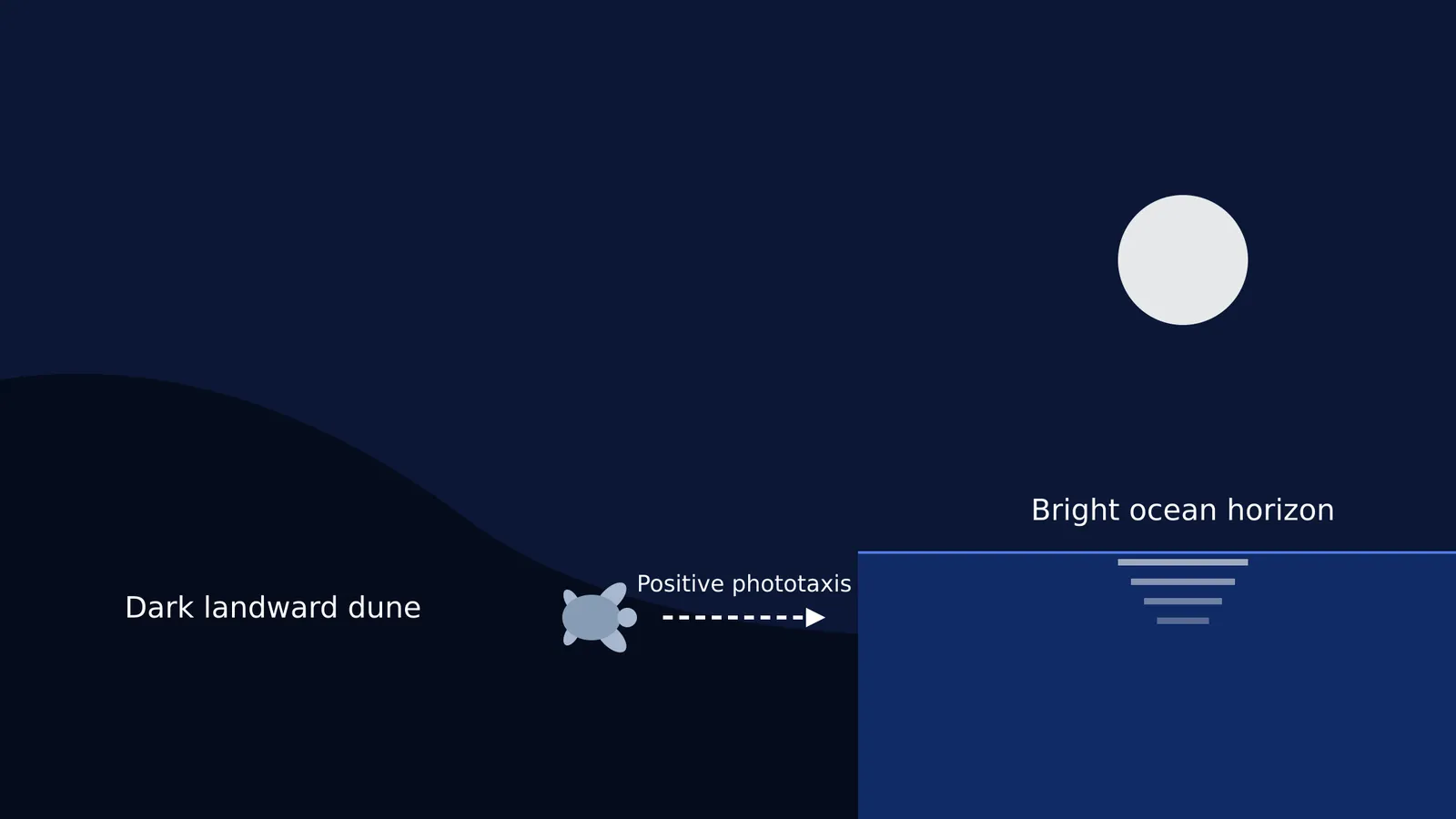 Diagram of a hatchling crawling towards a bright ocean horizon.