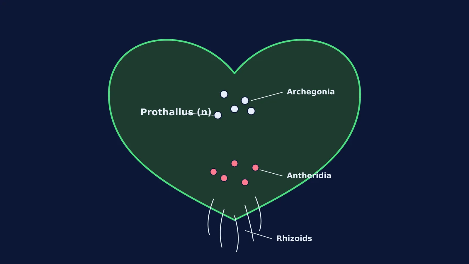Diagram of a heart-shaped fern prothallus showing rhizoids, antheridia and archegonia
