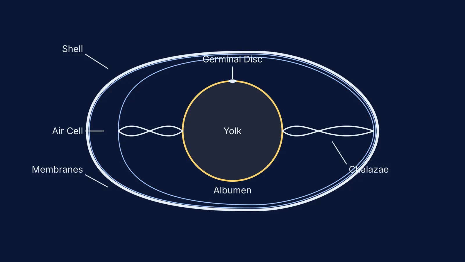 Diagram of a hen egg showing the shell, yolk, albumen, membranes and germinal disc