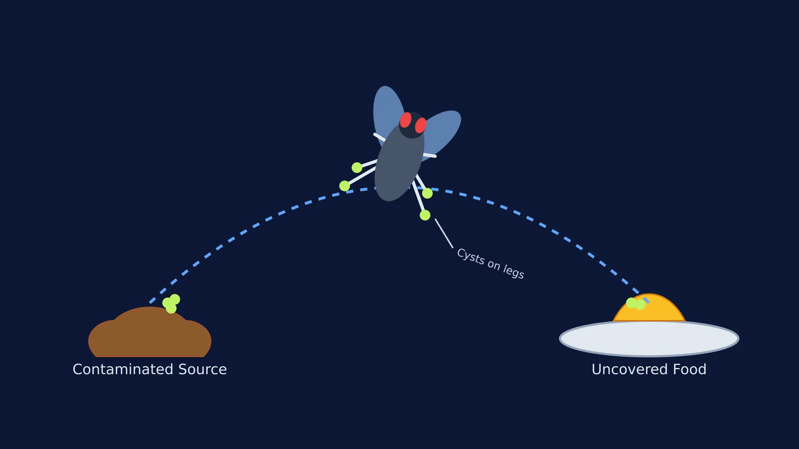 Diagram of a housefly mechanically carrying cysts from contaminated waste to uncovered food.