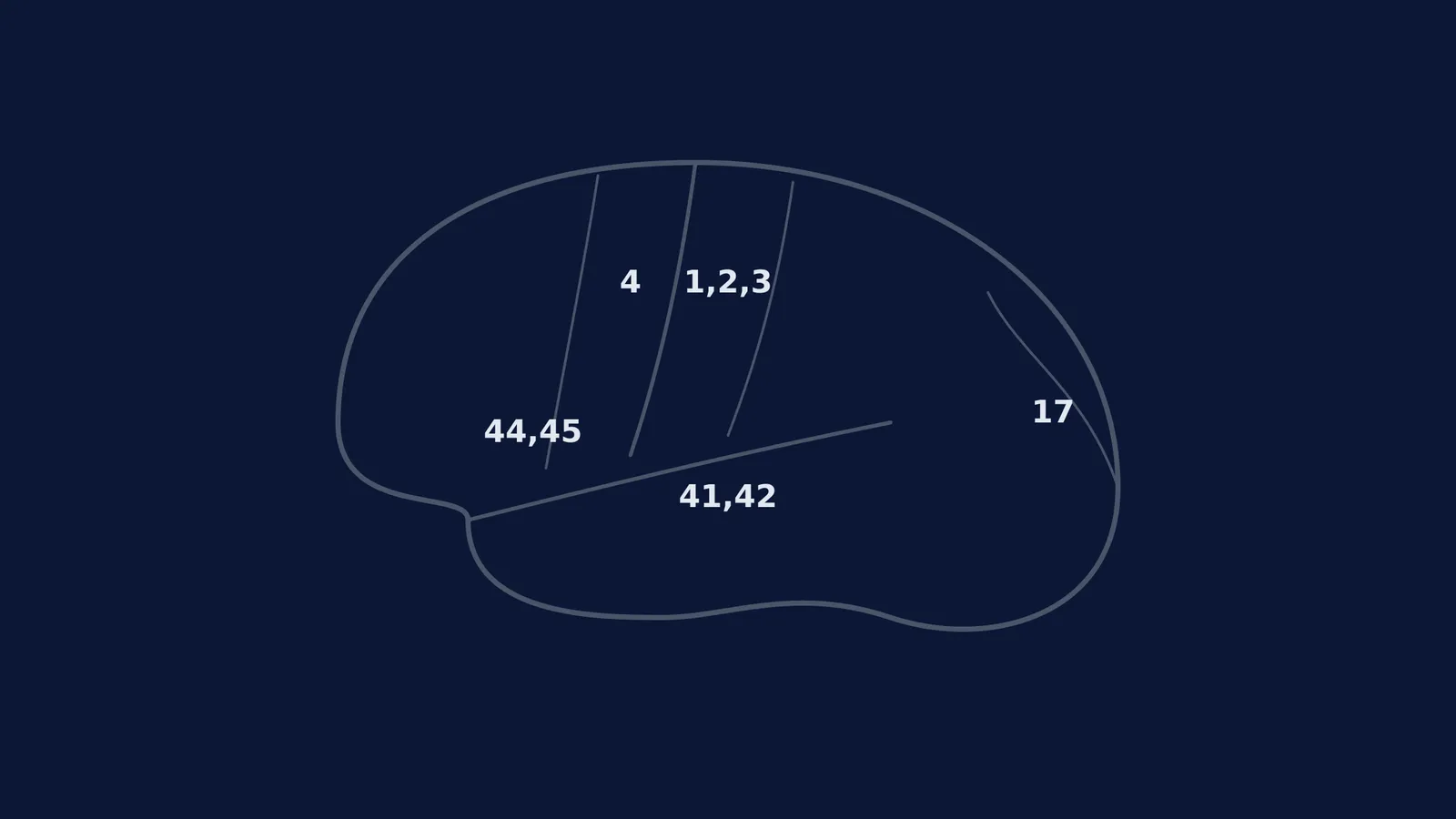 Diagram of a human brain highlighting key Brodmann areas.