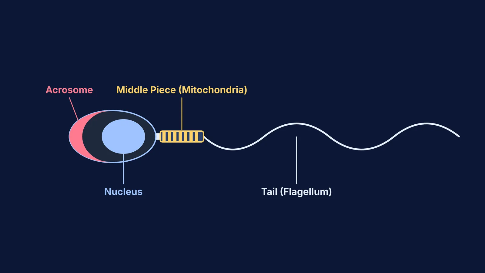 Diagram of a human sperm showing the acrosome, nucleus, mitochondria and tail.